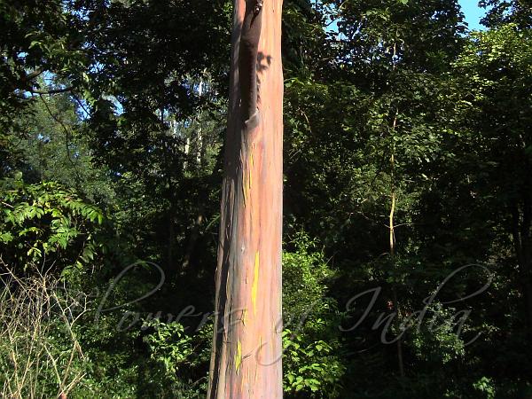 Rainbow Eucalyptus